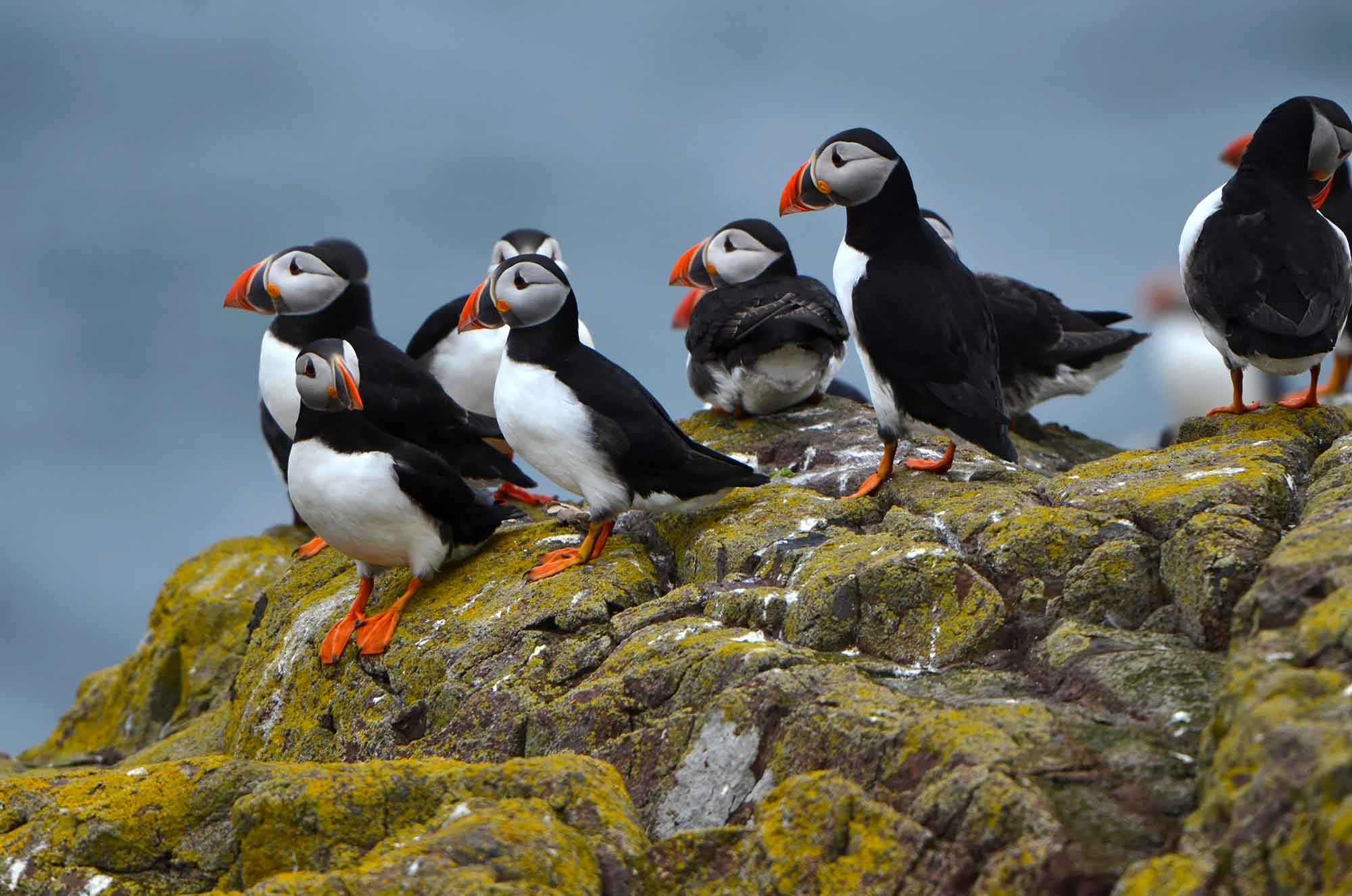 oiseaux migrateurs bretagne